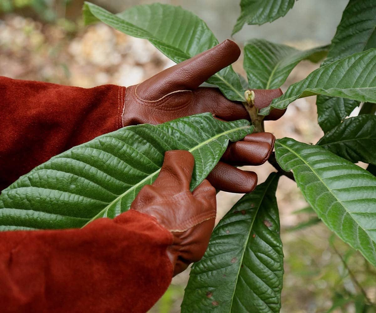 SUCCLACE Long-Gardening-Gloves for Women/Men - Thorn Proof Cowhide Leather Rose/Blackberry Pruning Heavy Duty Gloves Thick Palm Gauntlet Garden Work Gloves with Forearm Protection (Brown-Small) S Yellow 5 SUCCLACE Long-Gardening-Gloves for Women/Men – Thorn Proof Cowhide Leather Rose/Blackberry Pruning Heavy Duty Gloves Thick Palm Gauntlet Garden Work Gloves with Forearm Protection (Brown-Small) S Yellow - image 5