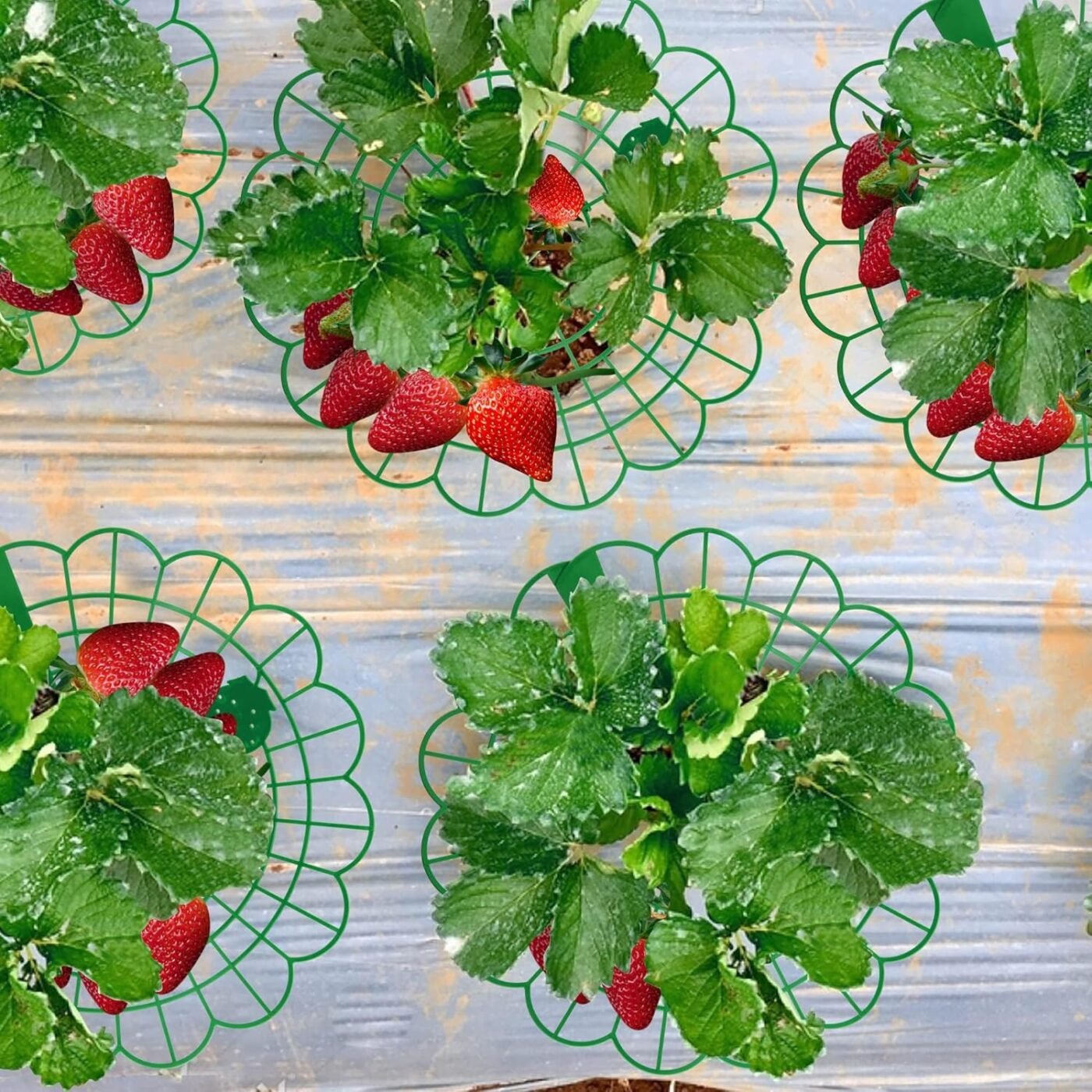 15Pack Strawberry Supports - Strawberry Plant Support Stand Strawberry Growing Racks Protector Strawberry Growing Frame Holder Cage (15, B) 5 15Pack Strawberry Supports – Strawberry Plant Support Stand Strawberry Growing Racks Protector Strawberry Growing Frame Holder Cage (15, B) - image 5