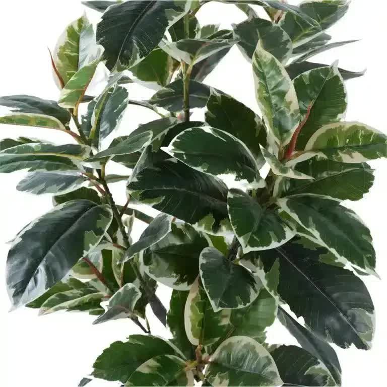 Artificial Bushy Variegated Ficus Tree (Rubber Tree) 120cm 4 Artificial Bushy Variegated Ficus Tree (Rubber Tree) 120cm - image 4